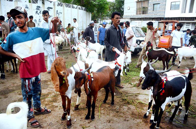 A man selling sacrificial animals near Mazar-e-Quaid ahead of Eid-ul Adha