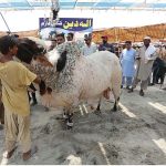 Vendors displaying sacrificial animal attract to customer at cattle form in connection with upcoming Eid ul Azha