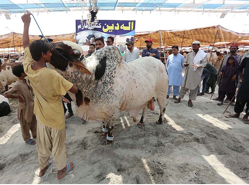 Vendors displaying sacrificial animal attract to customer at cattle form in connection with upcoming Eid ul Azha
