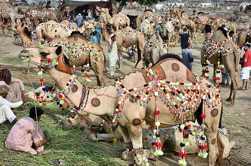 A vendor displaying sacrificial animal to attract the customers in connection with upcoming Eid-ul-Azha