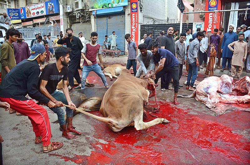 Butchers slaughtering goats in the Burns Road area on the first day of Eid ul-Azha in Provincial Capital