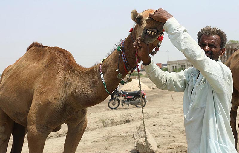 Vendors displaying sacrificial animal attract to customer at cattle form in connection with upcoming Eid ul Azha