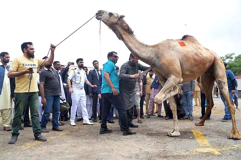 Butchers slaughtering goats in the Burns Road area on the first day of Eid ul-Azha in Provincial Capital