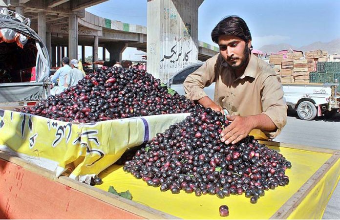 A vendor selling Jambolan (jamon) fruit at Joint Road
