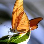 A colorful butterfly sitting on leaf of plant at roadside garden