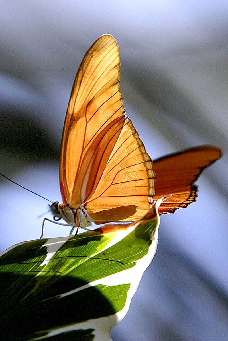 A colorful butterfly sitting on leaf of plant at roadside garden