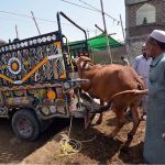 Vendors loading sacrificial animals to a delivery van at Ring Road Cattle Market