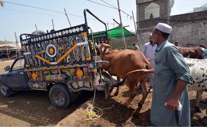 Vendors loading sacrificial animals to a delivery van at Ring Road Cattle Market
