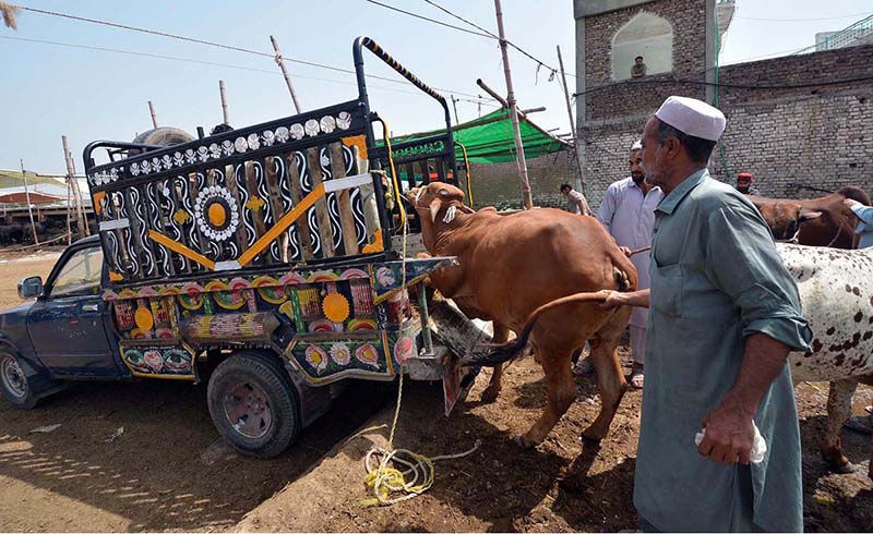 Vendors loading sacrificial animals to a delivery van at Ring Road Cattle Market