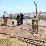 Vendors are busy in setting up cattle market in connection with upcoming Eidul Azha at Ring Road area