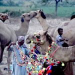 An animal seller is engaged in decorating camels to attract buyers of Eid ul Adha sacrifice animals at the animal market