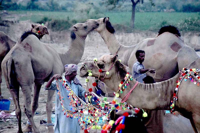 An animal seller is engaged in decorating camels to attract buyers of Eid ul Adha sacrifice animals at the animal market