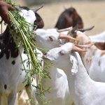A vendor feeds sacrificial animals at the animal market