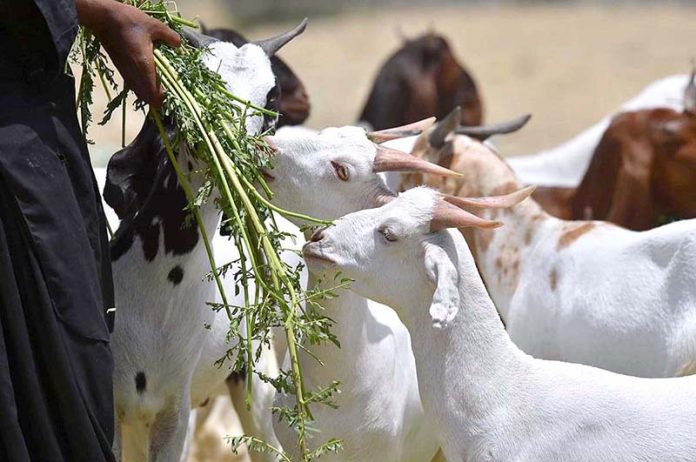 A vendor feeds sacrificial animals at the animal market