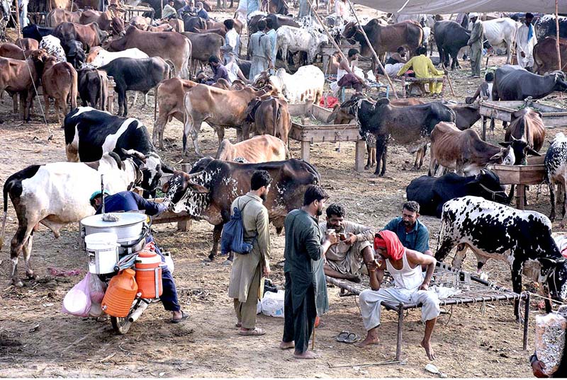 An animal seller is engaged in decorating camels to attract buyers of Eid ul Adha sacrifice animals at the animal market
