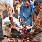 Butcher slaughtering sacrificial animal on the first day of Eid-ul-Adha