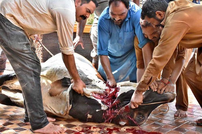 Butcher slaughtering sacrificial animal on the first day of Eid-ul-Adha