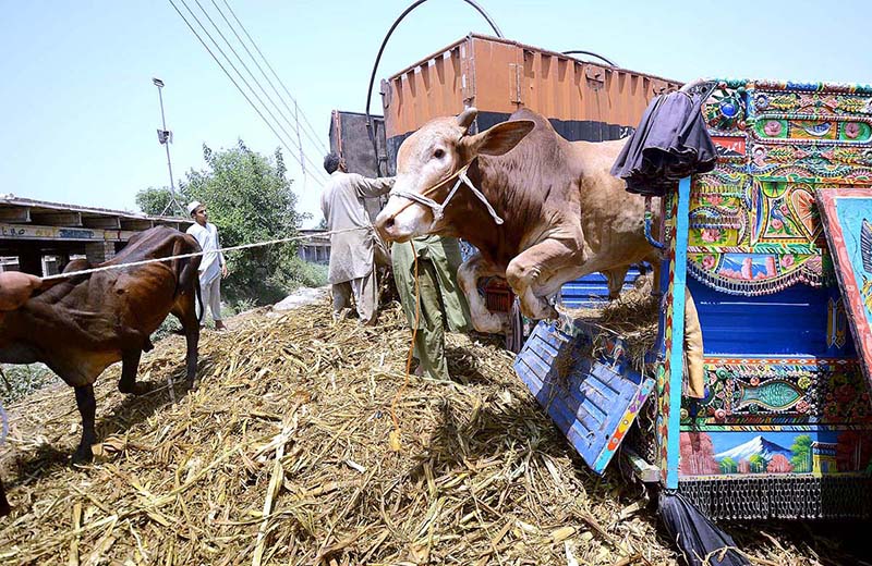 Vendors are busy in setting up cattle market in connection with upcoming Eidul Azha at Ring Road area