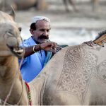 Artisan busy in making design on camel, sacrificial camels are brought for sale in the cattle market on the Super Highway in Provincial Capital