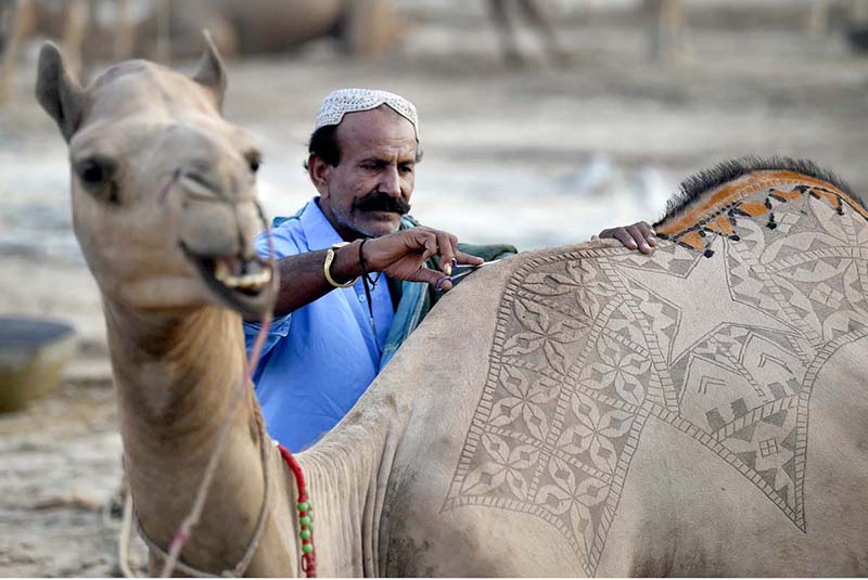 Artisan busy in making design on camel, sacrificial camels are brought for sale in the cattle market on the Super Highway in Provincial Capital