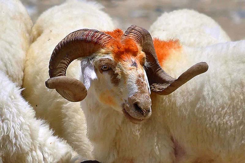 A vendor feeds sacrificial animals at the animal market