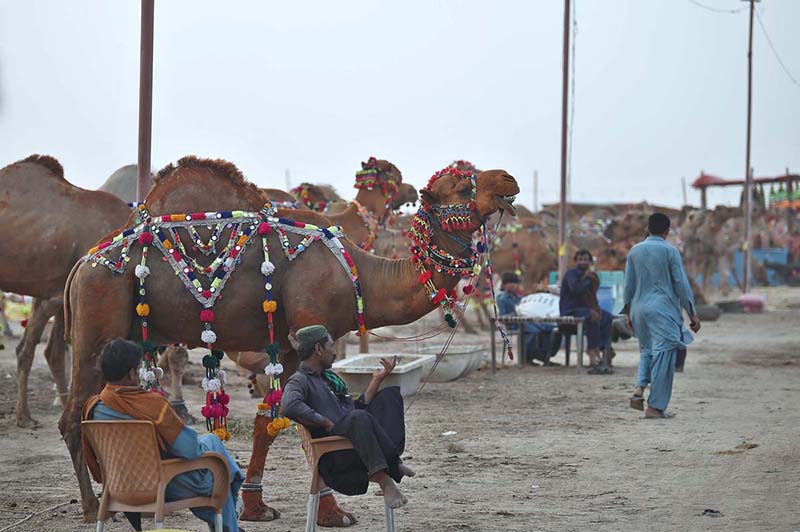 Artisan busy in making design on camel, sacrificial camels are brought for sale in the cattle market on the Super Highway in Provincial Capital