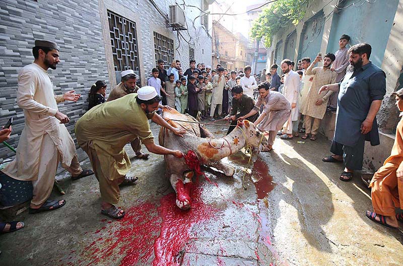 Butchers slaughtering sacrificial animal on the first day of Eid ul Azha