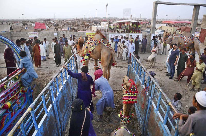 Artisan busy in making design on camel, sacrificial camels are brought for sale in the cattle market on the Super Highway in Provincial Capital