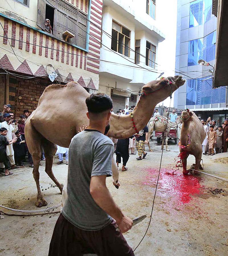 Butchers slaughtering sacrificial animal on the first day of Eid ul Azha