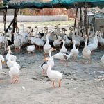 A flock of ducks under the shed at Ranni Bagh Zoo during scorching hot weather in the city