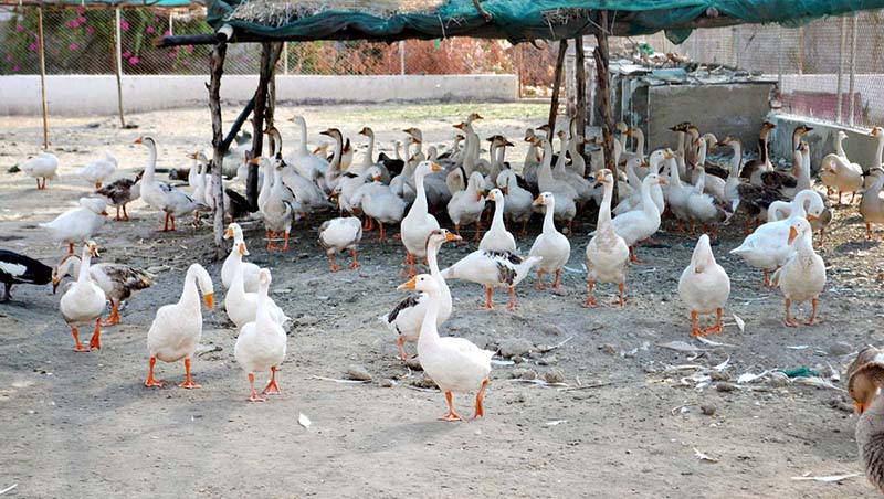 A flock of ducks under the shed at Ranni Bagh Zoo during scorching hot weather in the city
