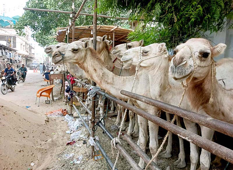Artisan busy in making design on camel, sacrificial camels are brought for sale in the cattle market on the Super Highway in Provincial Capital