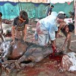 Butchers busy in slaughtering sacrificial animal on the 1st day of Eid ul Azha