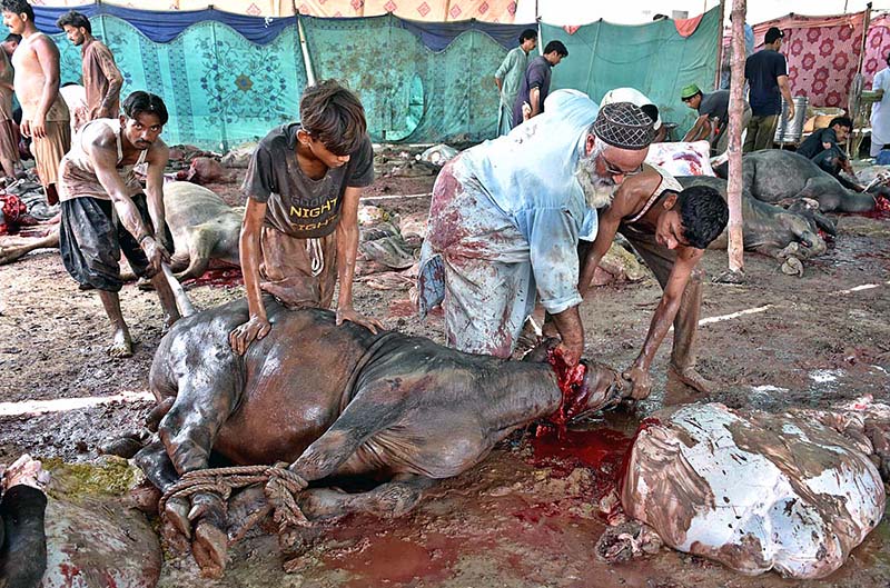 Butchers busy in slaughtering sacrificial animal on the 1st day of Eid ul Azha