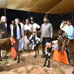 UAF Vice Chancellor Prof. Dr. Iqrar Ahmad Khan visiting after inaugurates goat, bull and camel festival arranged by Faculty of Animal Husbandry (FAH), UAF and the International Goat and Bull Association at UAF Stadium