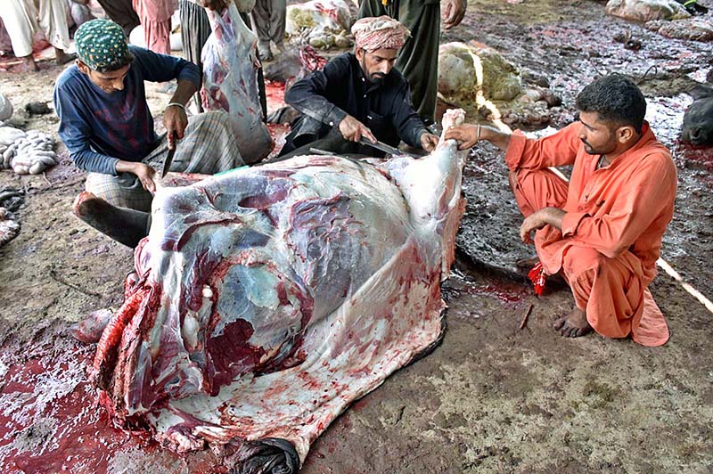 Butchers busy in slaughtering sacrificial animal on the 1st day of Eid ul Azha