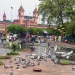 Pigeons picking food thrown by the people as Mercy in the Provincial Capital