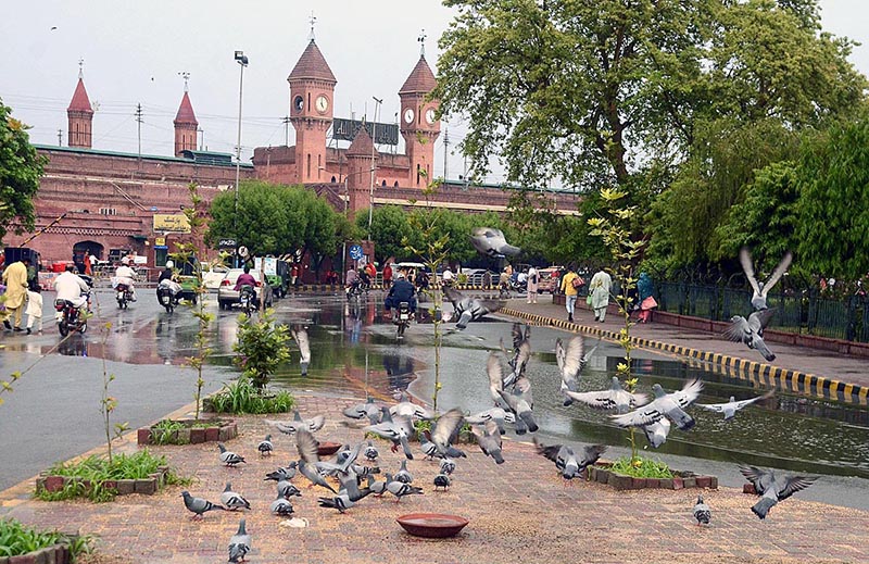 Pigeons picking food thrown by the people as Mercy in the Provincial Capital