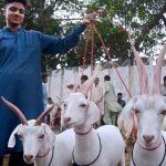 A vendor displaying sacrificial goats to attract the customers in connection with upcomming Eid-ul-Adha