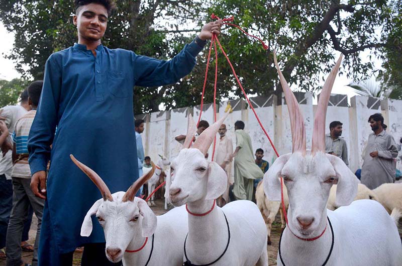 A vendor displaying sacrificial goats to attract the customers in connection with upcomming Eid-ul-Adha