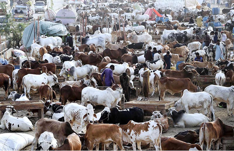 Sacrificial animals brought for sale ahead of Eid-ul-Azha at Super Highway Cattle Market