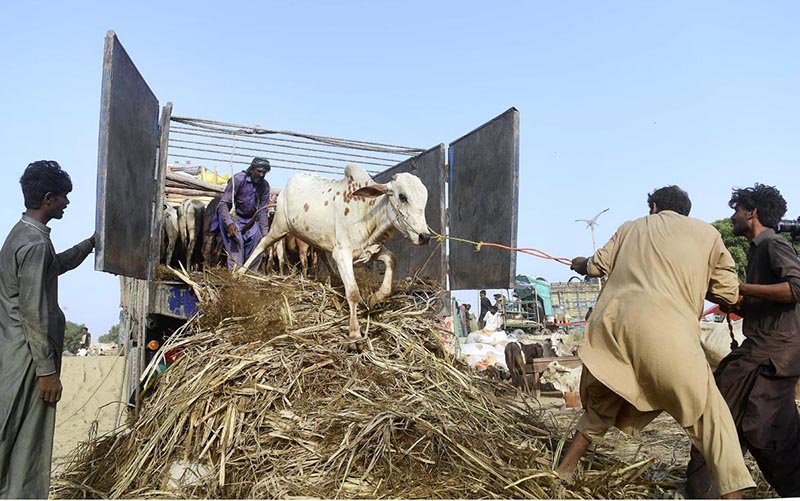Sacrificial animals brought for sale ahead of Eid-ul-Azha at Super Highway Cattle Market