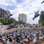 A flock of pigeon picking food at footpath during cloudy weather in Provincial Capital