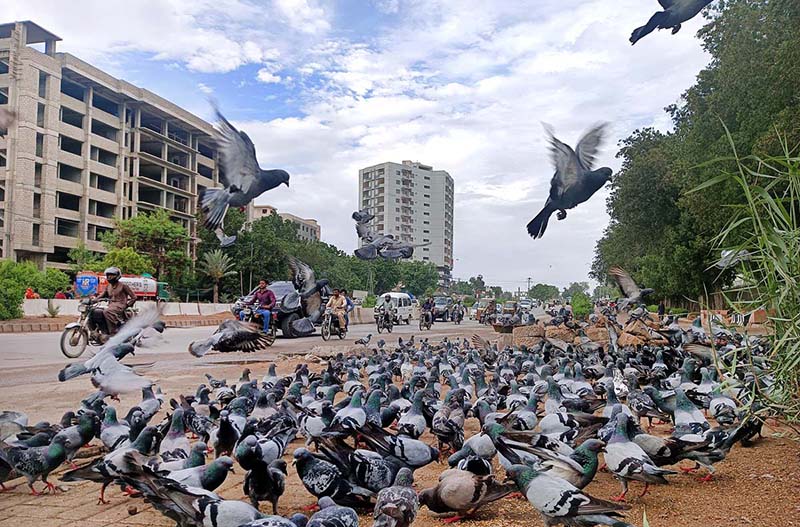 A flock of pigeon picking food at footpath during cloudy weather in Provincial Capital