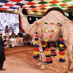 People thronged the varsity to witness the second day activity of ongoing goat, camel and bull contests of beautification, weigh and milk, contest is jointly arranged by the Faculty of Animal Husbandry (FAH), UAF and International Goat and Bull Association at UAF Stadium