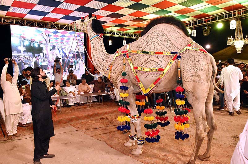 People thronged the varsity to witness the second day activity of ongoing goat, camel and bull contests of beautification, weigh and milk, contest is jointly arranged by the Faculty of Animal Husbandry (FAH), UAF and International Goat and Bull Association at UAF Stadium