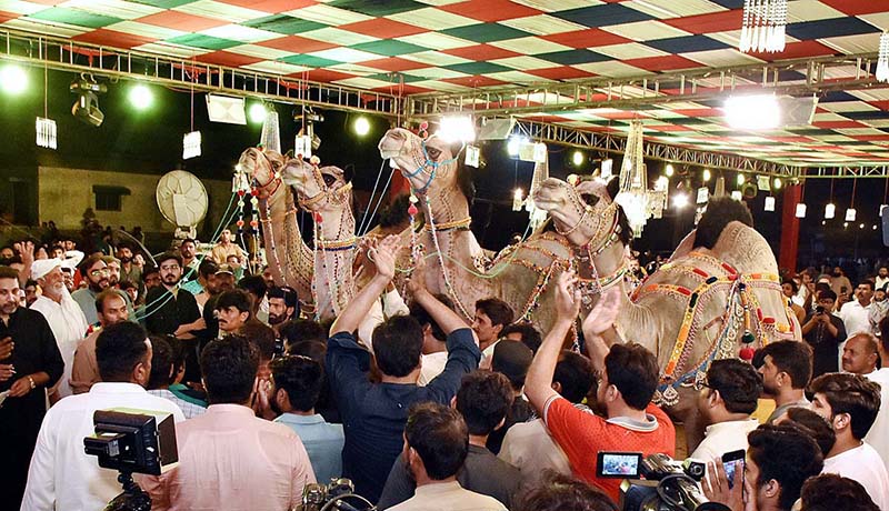 People thronged the varsity to witness the second day activity of ongoing goat, camel and bull contests of beautification, weigh and milk, contest is jointly arranged by the Faculty of Animal Husbandry (FAH), UAF and International Goat and Bull Association at UAF Stadium