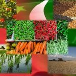 China-Pakistan to jointly introduce more high-yielding crop varieties in Pakistan