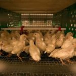 Poultry output targets fixed at 2.363 million tons for fiscal year 2023-24
