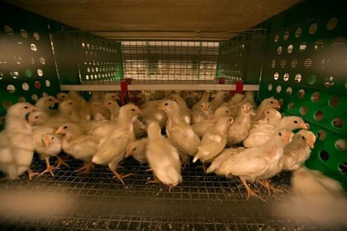 Poultry output targets fixed at 2.363 million tons for fiscal year 2023-24
